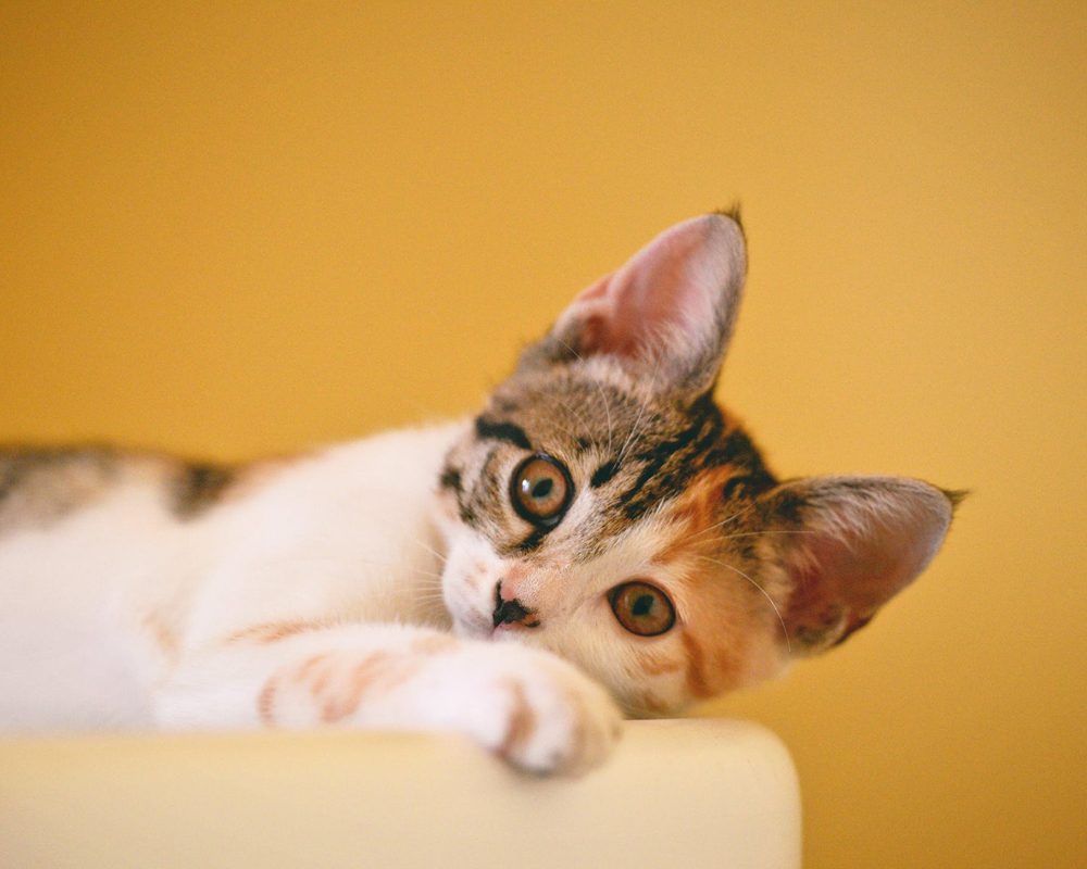 b p 2 | Keeping Them Purr-fect