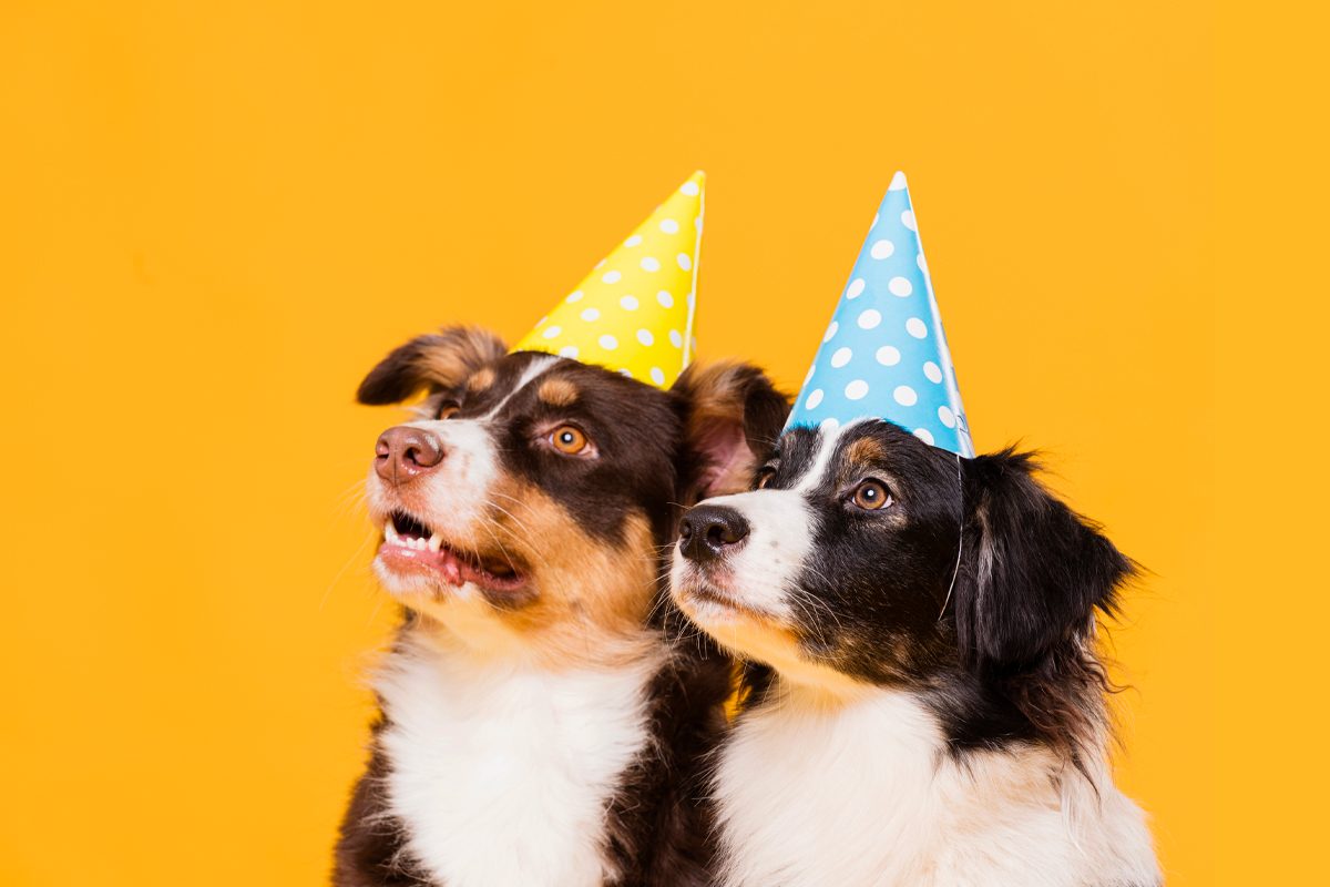 home n1 p 3 | Why do dogs play?