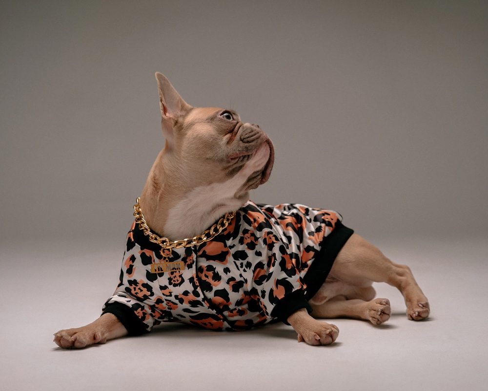 p g s 1 | The Need of Experts Guidance on Pet Nutrition and Health Care