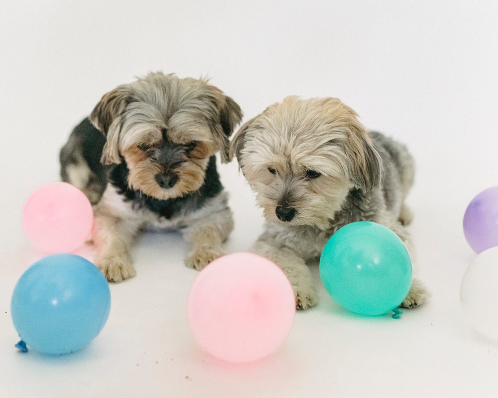 p s 2 1 | Four tips to help you train your dog