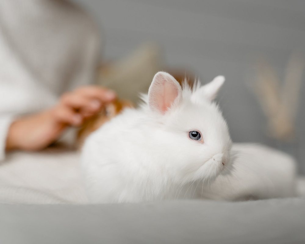 p s 2 3 | Training for pets to behave like a social friend