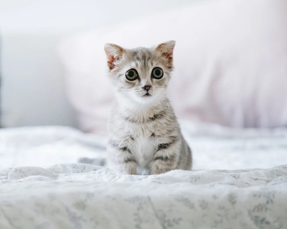 v p 2 | Pet Adoption