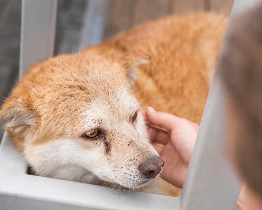 v p 3 | Animal Rescue