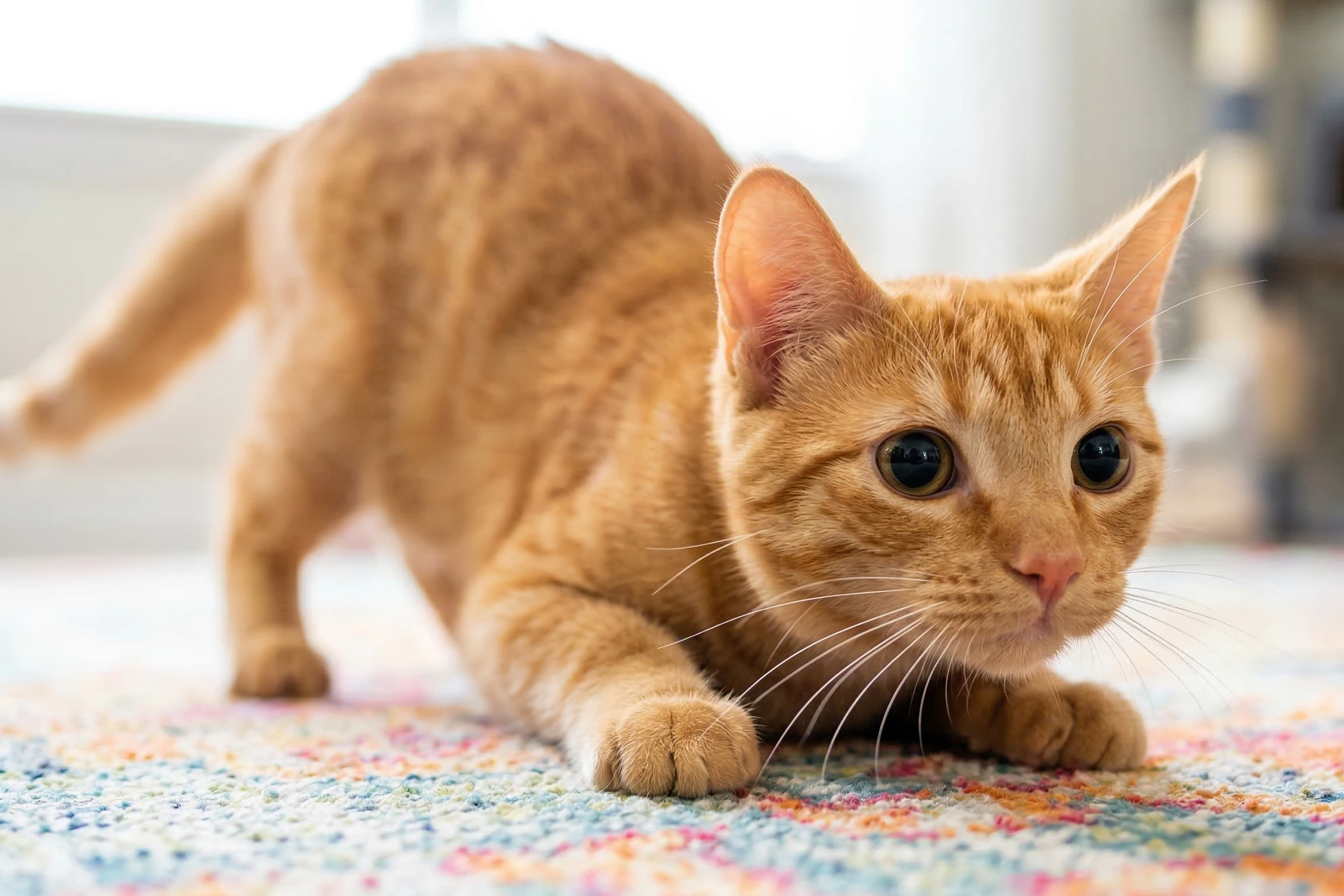 Understanding Cat Body Language and Emotions